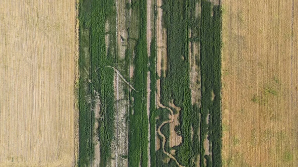 Tres Partes Campos Con Cultivos Diferentes Vista Desde Dron — Foto de Stock