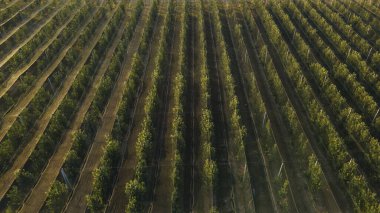 Elma ağaçları gölgelik bir ağın altında. Günbatımında aydınlatma