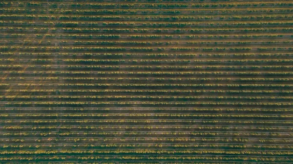 Linhas Macieiras Plantação Vista Superior — Fotografia de Stock