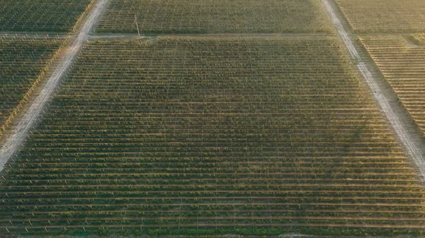 Grandes Parcelas Con Árboles Frutales Separados Por Caminos Sector Agrario — Foto de Stock