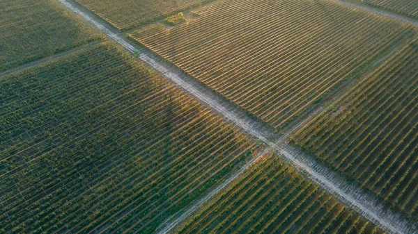 Yollarla Ayrılmış Meyve Ağaçları Olan Büyük Araziler Üst Görünüm — Stok fotoğraf