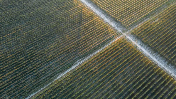 Filas Árboles Una Plantación Con Caminos Que Cruzan Sector Agrario — Foto de Stock
