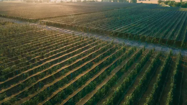 Rader Unga Fruktträd Ett Skuggnät Belysning Vid Solnedgången Jordbruksföretag — Stockfoto