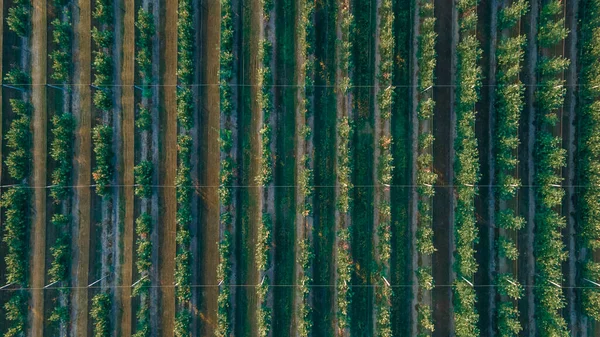 Çiftlikteki Genç Elma Ağaçlarının Sıraları Yukarıdan Görüntüle — Stok fotoğraf