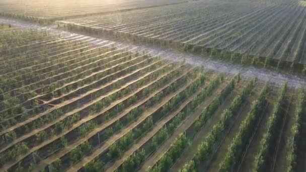 Fileiras Árvores Fruto Abaixo Uma Rede Sombra Iluminação Pôr Sol — Vídeo de Stock