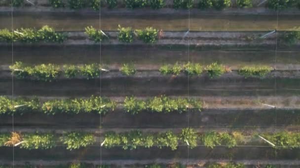 Fileiras Macieiras Uma Plantação Vista Cima — Vídeo de Stock