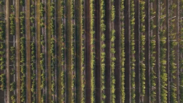 Grande Parcela Com Árvores Fruto Vista Superior — Vídeo de Stock