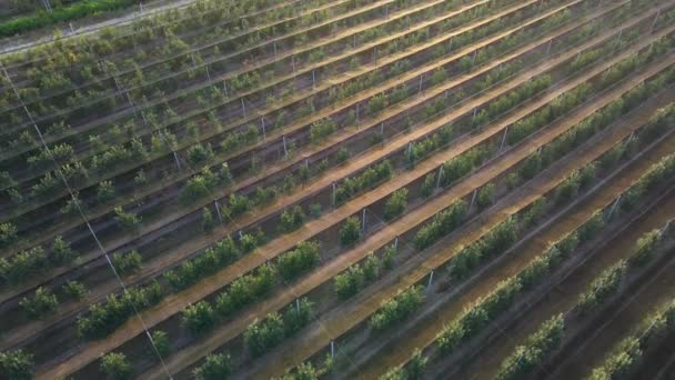 Maçãs Plantadas Linhas Para Seleção Negócios Agroculturais — Vídeo de Stock