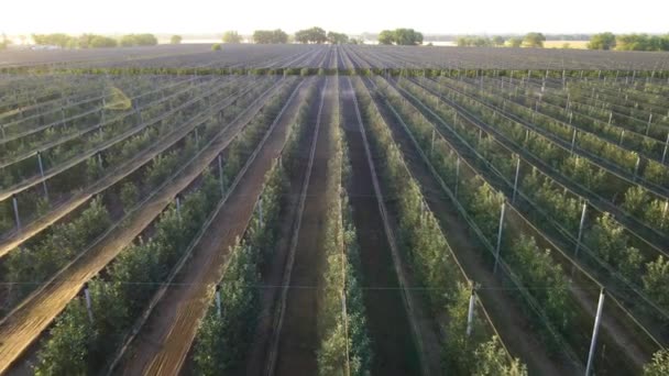 Schattenraster Über Apfelbäumen Agrargeschäft — Stockvideo