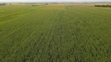 Tarım alanında büyük mısır tarlaları. Yukarıdan görüntüle