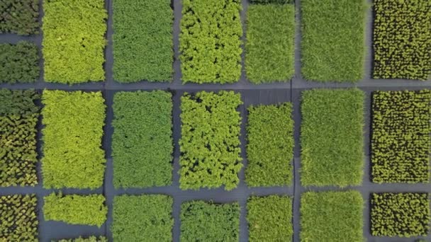Sprouts Met Duizenden Planten Kinderkamer Landbouw — Stockvideo
