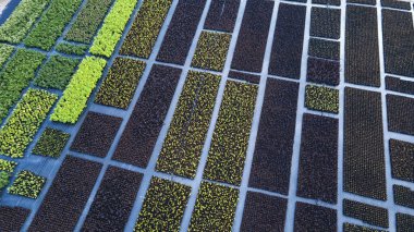 Açık havada filizlenen çiçek fidanları. Tarım işi. Yukarıdan görüntüle