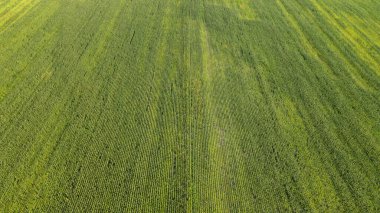 Kocaman bir mısır tarlası. Bitkiler sıra sıra büyüyor. Yukarıdan görüntüle