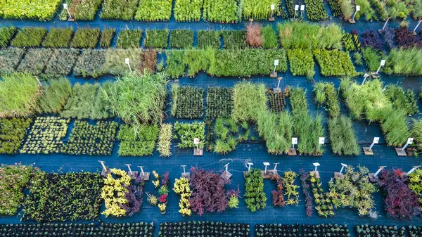 Various Plants Nursery Floor Agriculture Business View Top — Stock Photo, Image