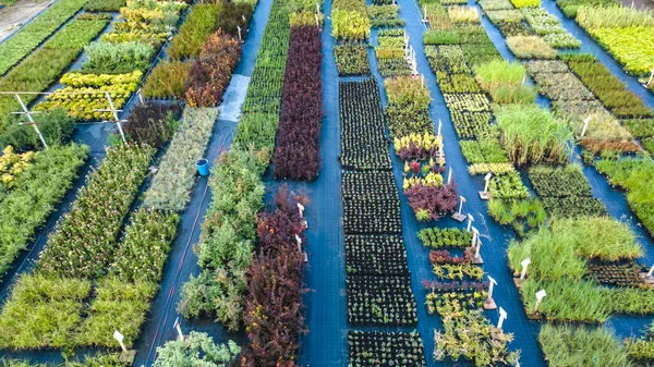 Rows of different plants stand on the nursery floor. Agriculture business