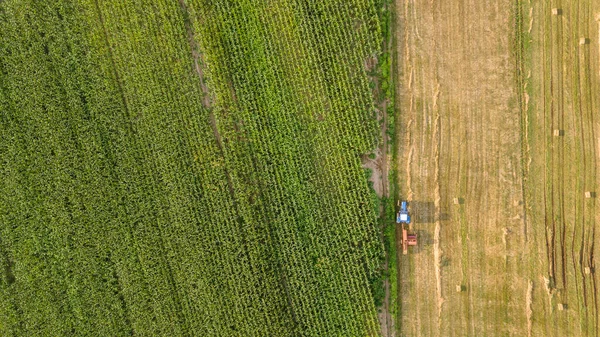 Агромашина Складывает Сено Возле Кукурузного Поля Время Сбора Урожая — стоковое фото