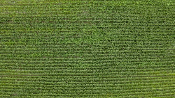 Секция Кукурузного Поля Саженцы Ряд Вид Сверху — стоковое фото