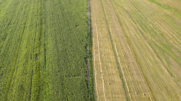 2つの農業分野は溝で分かれている 収穫する時間 上からの眺め — ストック写真