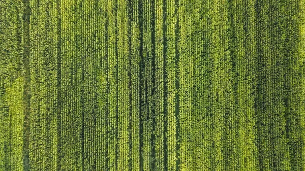 Ряды Созревающей Кукурузы Вид Сверху — стоковое фото