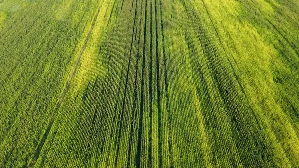 Большие Ряды Спелой Кукурузы Вид Сверху — стоковое фото