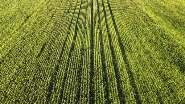 Большие Ряды Созревающей Кукурузы Вид Сверху — стоковое фото