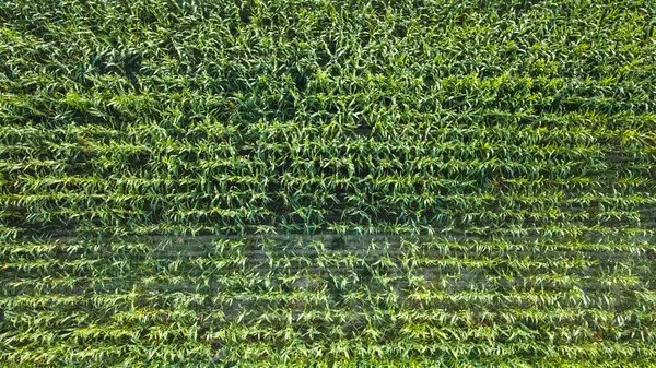 フィールドの熟したトウモロコシのベッド 上からの眺め — ストック写真