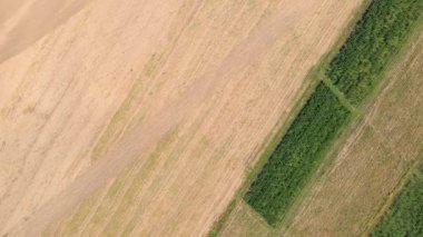 Ekmek için biçilmiş bir tarla. Tarım işi. Bereketli toprak