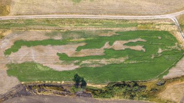 Kaybolan ekinler tarlası. Kurak bir yaz