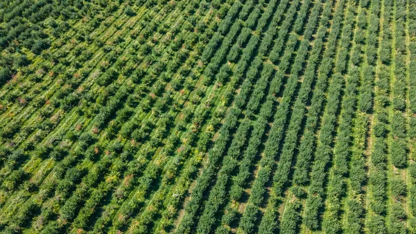Apple orchard with dying trees. View from a drone. Pests and diseases