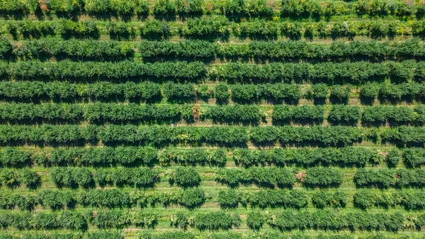 Äppelträdgård Vid Skördemognadsstadiet Utsikt Från Drönare Jordbruksföretag — Stockfoto