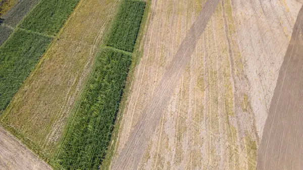 Campos Agrícolas Divididos Para Diferentes Culturas Vista Drone Actividades Agrícolas — Fotografia de Stock