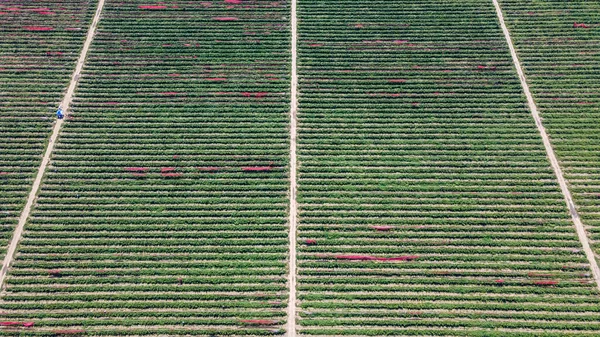 成排地种植着一片片的覆盆子灌木 从无人机上看到的农业企业 — 图库照片
