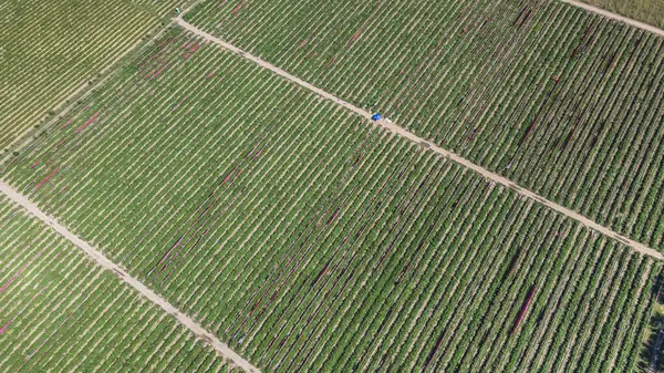 列に植えられたラズベリーの茂みの植え付け ドローンからの眺め 農業事業について — ストック写真