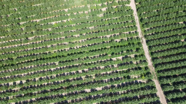 Meyve Ağaçları Sıra Sıra Dikildi Nsansız Hava Aracı Görüntüsü Tarım — Stok fotoğraf