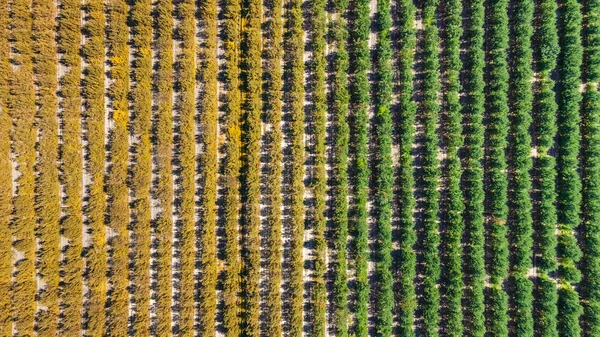 Orchard Hösten Och Sommaren Ett Foto Jordbruksföretag — Stockfoto