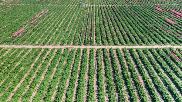 Малиновые Кусты Большой Плантации Сельскохозяйственный Бизнес — стоковое фото