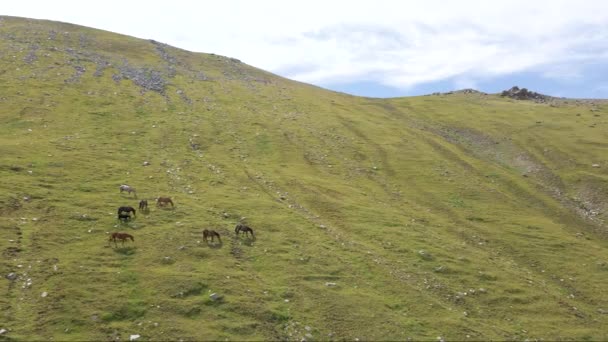 Cai Care Pășesc Într Zonă Muntoasă Timpul Verii — Videoclip de stoc