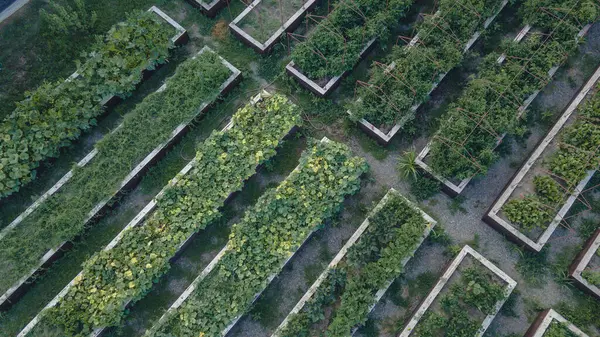 Boxes with plants on a plantation. Growing plants