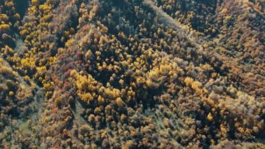 Sarı yapraklı ağaçlardaki dağ yamacı. Sonbahar zamanı