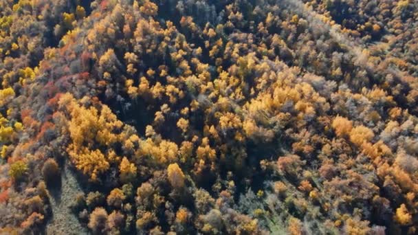 Bomen Met Geel Blad Het Bos Herfsttijd — Stockvideo
