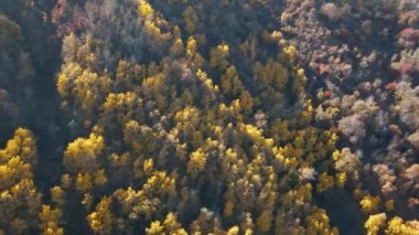 Ağaçlarda sarı yapraklar olan sonbahar ormanı. Dağ manzarası