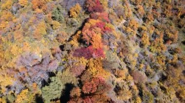 Ağaçlarda güzel renkli yaprakları olan ağaçlar. Sonbahar geldi. Bir İHA görüntüsü