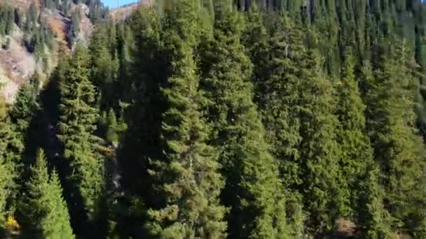 Árvores Abeto Centenárias Uma Encosta Alta Nas Montanhas Natureza Viva — Vídeo de Stock