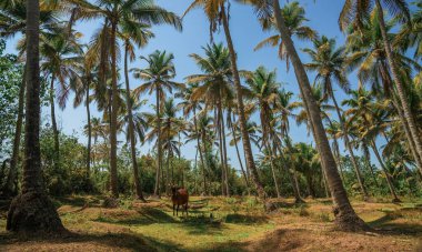 Palmiye ağaçları arasında bir iple bağlanmış bir inek..
