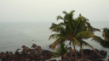 Rüzgâr, kayalık bir sahil kıyısındaki palmiye ağacından eser. Sabah sakin