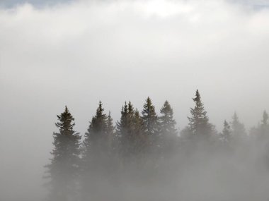 Ormanda sis. Ağaçların arkasındaki güneş ışınları. Slovakya