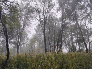 Ormanda sis. Ağaçların arkasındaki güneş ışınları. Slovakya