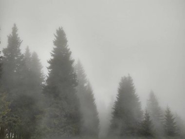 Ormanda sis. Ağaçların arkasındaki güneş ışınları. Slovakya