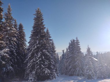 Ormanda sis. Ağaçların arkasındaki güneş ışınları. Slovakya