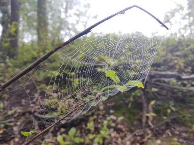 Ormanda sis. Ağaçların arkasındaki güneş ışınları. Slovakya